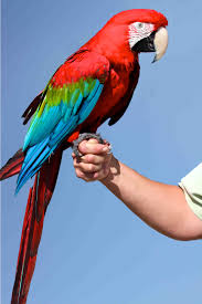 images