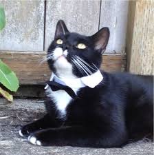 Black And White Cat With Bow Tie Dressed To The Nines Crazy Cats White Cats Cats