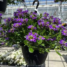 Image result for Scaevola