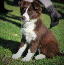 Collie Cute Dogs Border Collie Puppies Your Dog