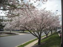 Flowering cherry trees are renowned for their beauty in spring, and many varieties are grown for their flowers rather than their fruit. Flowering Cherry Trees Charlotte Nc Flowering Cherry Tree Planting Flowers Southern Girls