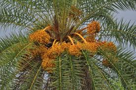 Discover some of the palm tree's history and symbolism, along with interesting facts about growth, planting locations, and maintenance. For 246 Fr308 Phoenix Sylvestris Wild Date Palm
