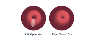 Sep 14, 2020 · soft cervix in early pregnancy. Pin On Family Matters