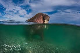 Image result for Marine Blue 1944 Truck