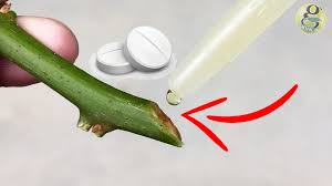 We did not find results for: 8 Natural Rooting Stimulants For Cloning Plants In Gardening Gkvks Gardening Tips And Store