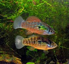 Killifish Are Beautiful Small Bodied Fish Found In Many Areas Around The World Including In The Americas Africa A Fish Aquarium Fish Salt Water Fishing