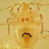 I always feel them when they land on… for the last two weeks, i've been getting bitten by tiny, yellow bugs when i'm outside. Https Encrypted Tbn0 Gstatic Com Images Q Tbn And9gcq3r5mbqjcf K5isfinkxwq7n7 Pbljmz Ljfzctue Usqp Cau