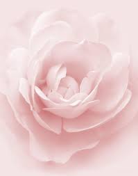 Soft Whispers Pink Rose Flower Photograph Pink Rose Flower Rose Flower Flower Canvas
