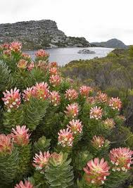 De Villiers Dam Table Mountain Copy South Africa Travel Cape Town South Africa Africa Travel