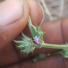 Image result for Dicliptera verticillata