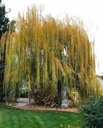 Here S A Front And Side View Of Another Weeping Willow In Our Garden Willow Tree Art Weeping Willow Garden