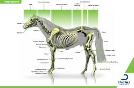 Downloads Anatomy Charts Dechra Veterinary Products