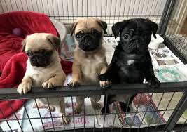 Maybe you would like to learn more about one of these? Pug Puppies For Sale In Texas Home Facebook