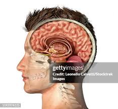 958 Brain Pons Stock Photos, High-Res Pictures, and Images