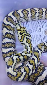 Lots Of Snakes Serpentine Beauty I Saw This Snake And I Scary Snakes Pet Snake Snake