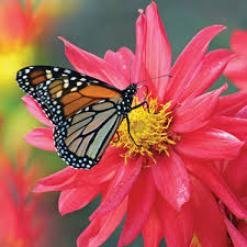 Flowers clustered into clumps of one species will attract more pollinators than individual plants scattered through the garden. Go Gardening Helping New Zealand Grow Garden Inspiration Tips And Advice From The Expert