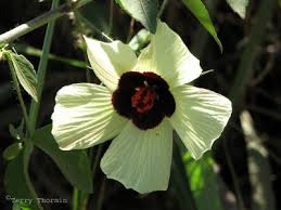 Image result for Arthraerua leubnitziae