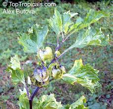 Image result for Nicandra physalodes
