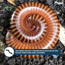 Black And Yellow Millipede Florida Millipedes Protect Themselves By Rolling Up Into A Spiral Learn More About Millipedes And How To Get Rid Of Infestations O Millipede Infestations Pest Control