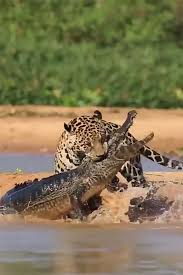 Jaguar Lord Of The Underworld Or Jaguar God Of The Night Hayvanlar Vahsi Yasam