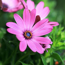 Your light pink flowers stock images are ready. 55 Best Pink Flowers With Names And Pictures Florgeous