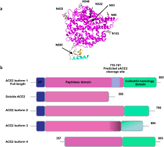 Anisakis, igg антитела к возбудителю анизакидоза (нематодам рода anisakis), igg. Ace2 Nascence Trafficking And Sars Cov 2 Pathogenesis The Saga Continues Springerlink