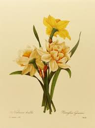 Vintage Double Daffodil Redoute Flower Print By Earlybirdsale Botanical Prints Botanical Illustration Yellow Flower Art