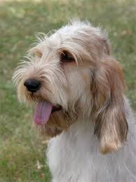 Image result for velký vendéeský hrubosrstý honič