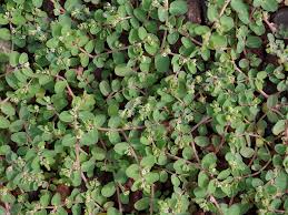 Image result for Euphorbia serpens