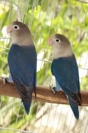 Pin On Birds