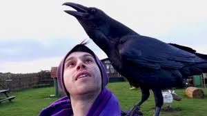Though its answer little meaning—little relevancy bore . Meet Loki The Overly Affectionate Raven Who Likes To Cuddle Youtube