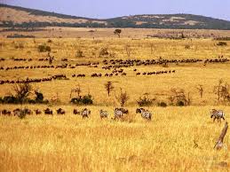Apassionforscience 1e3 2011 Group 1 African Savannah Savanna Biome Biomes Savannah Chat
