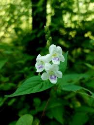 Image result for Asystasia intrusa