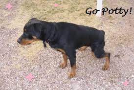 He is less afraid than before. Tips For Dogs Scared To Go Potty Outside Pethelpful