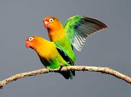  Cara Efektif Meningkatkan Birahi Lovebird Https Jenisburung Co Cara Meningkatkan Birahi Lovebird Burung Gambar Burung Peternakan