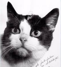 The First Cat In Space May Finally Get The Recognition She Deserves Space Animals Cats Animals