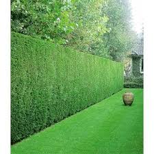 Leyland Zypressen Hecke 1 Pflanze Garten Pflanzen Garten Pflanzen
