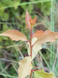 Image result for Scolopia zeyheri