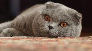 Legend holds that english sailors brought these beautiful grey cats tinged with blue from archangelsk, a port city in the north of russia. Your Money Or Your Cat Russian Tax Collectors Threaten