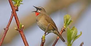 We did not find results for: Suara Kicauan Burung Berkecet Leher Merah Om Kicau