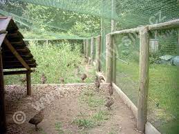 We did not find results for: Pokorny Site Nets Enterprise Technical Nets Aviary Netting