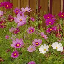 Wildflower Mix Southeast Cosmos Flowers Flower Seeds Wildflower Seeds