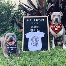 Baby number 2 announcement with dog. Buy Jpb 2 Pack Sooner To Be Big Brother Dog Bandana Pet Baby Announcement Plaid Scarf Gender Reveal Accessories Online In Indonesia B07v116phj