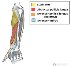 Arm muscles diagrams diagram link human muscle anatomy arm muscle anatomy arm anatomy. Muscles Of The Posterior Forearm Superficial Deep Teachmeanatomy