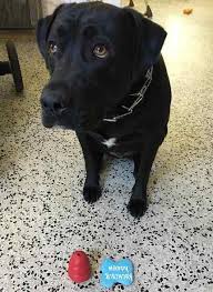 A portion of the donations from the pet stores participating in the cat adoption program are utilized to fund the personnel and. Black Labrador Retriever Mix For Adoption Jacksonville Florida Adopt Jace