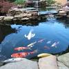 The barley straw works to naturally keep aquariums and fountain water clear—without the need for synthetic chemicals. 1