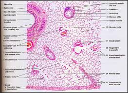 ''mixed isomers'' (ccfse) dye to label mesothelial cells on the surface of the embryonic lung. Pin By Rukaiya Sharmin On Histo Respiratory Respiratory System Histology Slides
