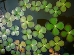 Image result for Marsileaceae