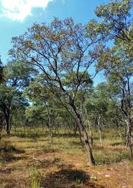 Image result for Monotes dasyanthus