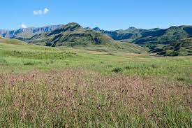 Image result for Alloteropsis